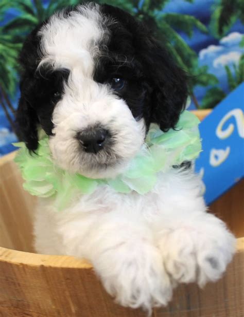 They make excellent house dogs, interact well with children, and get along with other animals. Goldendoodle Puppy Colors by Moss Creek Goldendoodles in ...