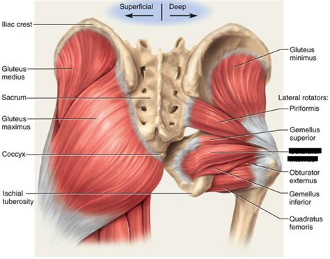 Posterior view of gluteus maximus and gluteus medius in human anatomy, the muscles of the hip joint are those muscles that cause movement in the hip. Print Lower Extremity Muscles flashcards | Easy Notecards ...