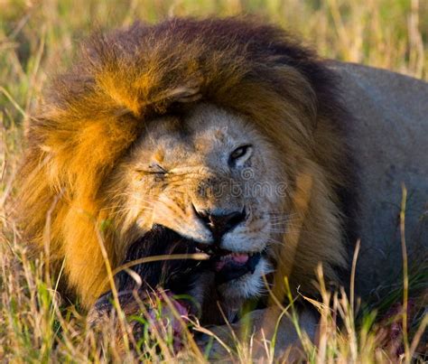 Big Male Lion With Gorgeous Mane Eating Prey National Park Kenya