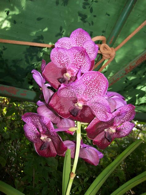 Orquídeas Fábio Jr Cultivo De Vandas Parte 1