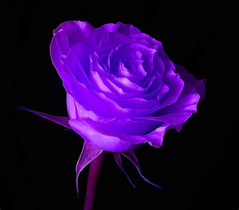 Imagenes De Rosas Color Violeta