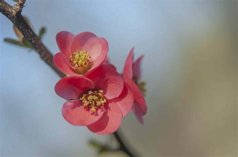 Flowering Quince Plant Care And Growing Guide 2022