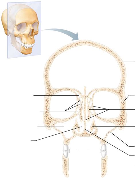 Major Cavities Of The Skull Diagram Quizlet