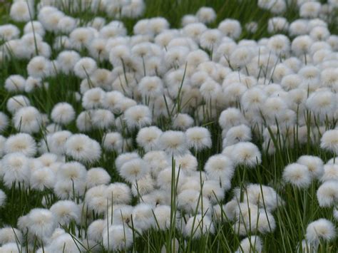 Scheuchzers Wollgras Eriophorum Kostenloses Foto Auf Pixabay Pixabay