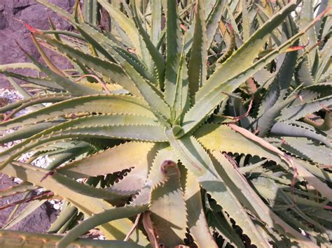 Peu résistant au froid et encore moins au gel, on cultive le schlumbergera chez nous comme une plante d'intérieur. Les cactus, plantes idéales