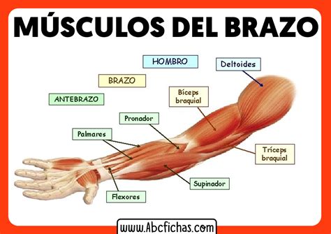 Musculos Del Brazo Y Antebrazo Anatomia Kulturaupice