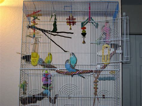 Cage Set Up For Budgies Part Choosing A Cage And Perches Budgie