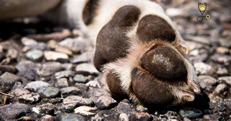 10 Common Paw Problems In Dogs Overview And Guide Veterinary Articles