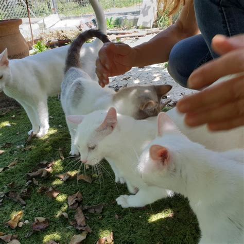 02.05.2020 – Estepona-Katzen