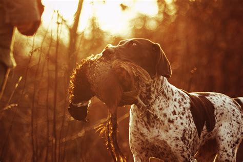 15 Best Hunting Dog Breeds Hiconsumption