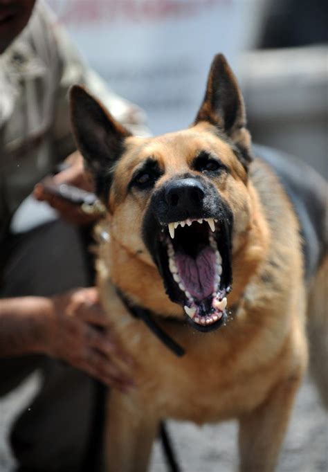 Are German Shepherds Aggressive Dogs German Shepherds Dog Biting