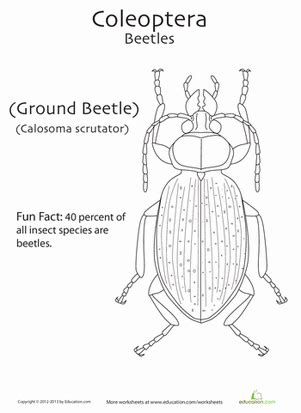 Have fun with our huge collection of animal colouring sheets for click on the animal gallery you like to print the animal coloring pages of. Coleoptera Coloring Page | Insect coloring pages, Simple ...