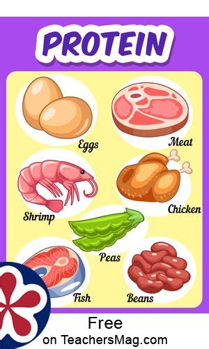 Include foods such as beans, lentils, nuts, seeds, lean choose protein foods that come from plants more often. Protein. One will see on the protein poster such items as ...