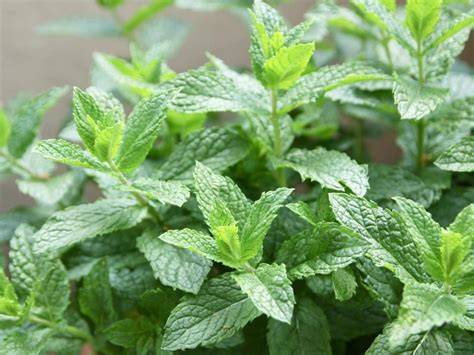 20 Easy To Grow Perennial Herbs Mint Plants Perennial Herbs Growing