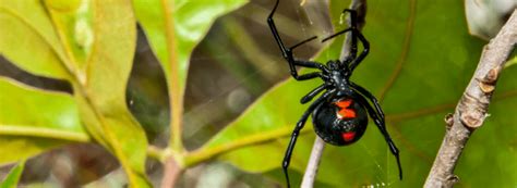 7 Types Of Poisonous Spiders Hawx Pest Control