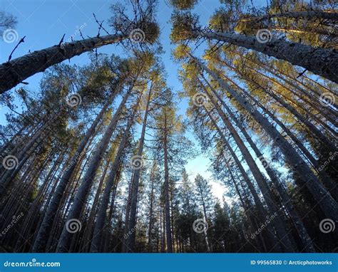 Majestic Tall Pine Tree Forest Stock Photo Image Of Canopy Majestic