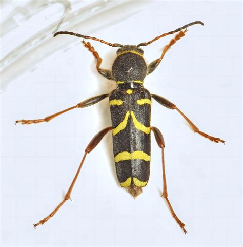 Wasp Beetle Clytus Arietis Found In The Conservatory Ip Flickr