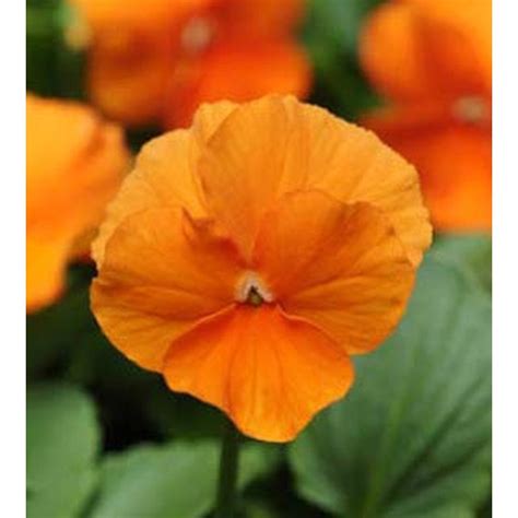 Pansy Clear Crystal Orange Seeds Dandh Seed Harvest Co