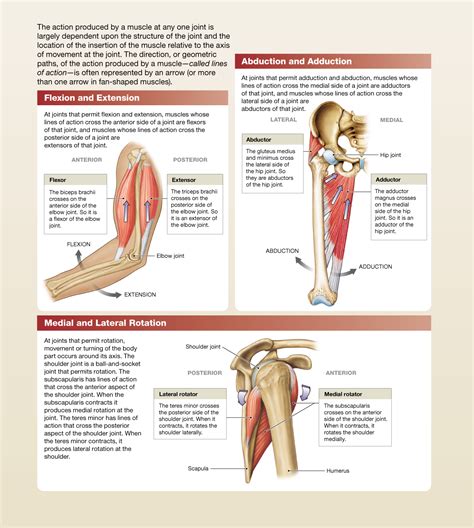 113 The Origins And Insertions Of Muscles Determine Their Actions