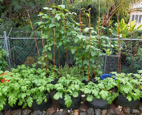 A Kitchen Garden In Kihei Maui Growing Potatoes In Kihei