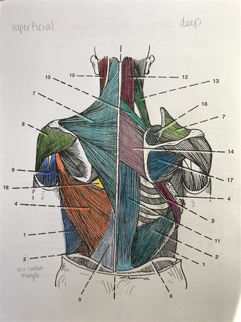 Posterior Muscles Of The Trunk Superficial And Deep Muscles Set 2