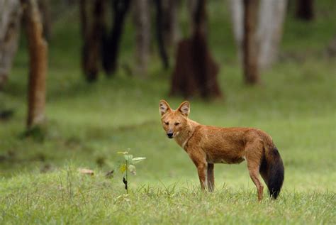 Wild Canids And Striped Hyenas Can Help Increase Indias Conservation