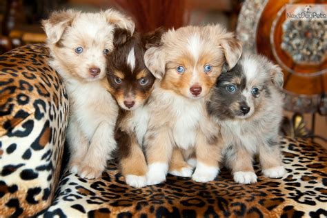 Discover The Joy Of Playtime Where To Find The Best Toy Aussie Puppies