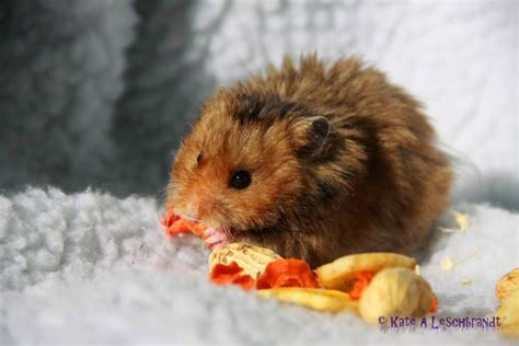 Golden Umbrous Rex Satin Lh Bear Hamster Syrian Hamster Cute Hamsters