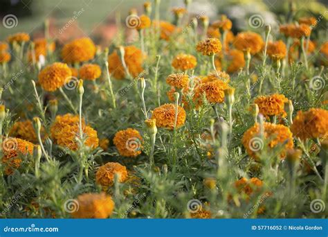 Orange Marigold Flowers Stock Photo Image Of Flower 57716052