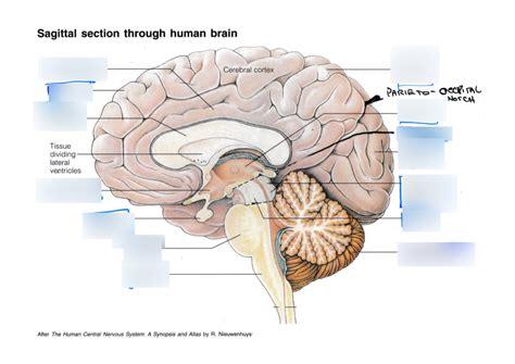 Sagittal Section Through Human Brain Diagram Quizlet