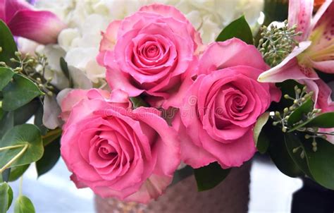 Closeup Of Three Pink Roses In Vase Stock Photo Image Of Blooms