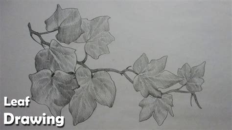How To Draw Leaves In Pencil Strokes Step By Step Youtube