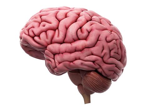 Otak Bagian Dan Fungsinya Yang Unik