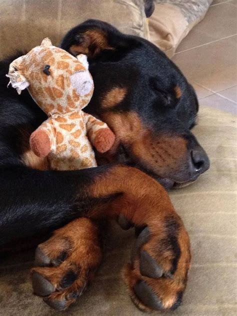 Rottweilers sometimes get an unfair rap as aggressive, but they're really just a loyal breed with protective instincts. 12 Things That Make Rottweilers Happy