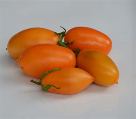 Tomate Orange Banane 10 Samen Seeds Graines Fleischig Und Fein