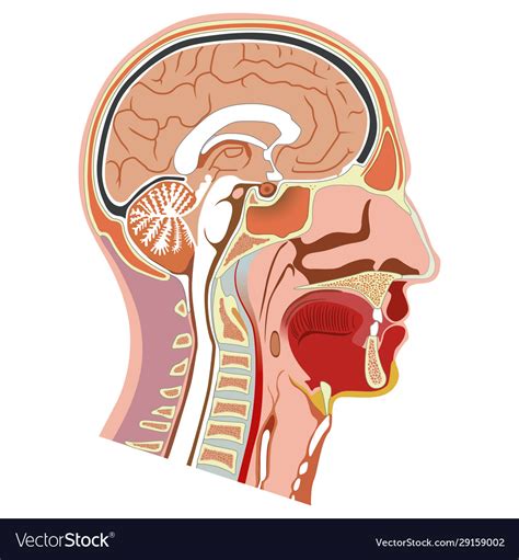 Human Head Internal Anatomy Royalty Free Vector Image