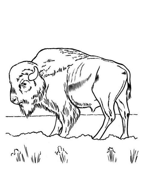 Bison Coloring Pages Free Printable Coloring Pages For Kids