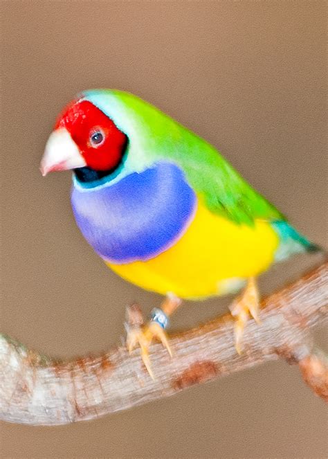 Red Headed Parrot Finch Pentax User Photo Gallery