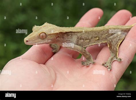 Crested Gecko Correlophus Ciliatus Stock Photo Alamy