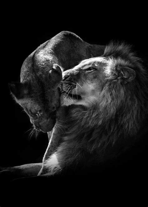 Lions Love Black And White Poster By Mk Studio Displate Black And