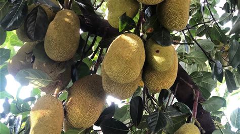 My Jackfruit Tree Growing In Sydney Youtube