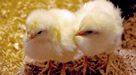 Pair Of Baby Chicks Free Stock Photo Public Domain Pictures