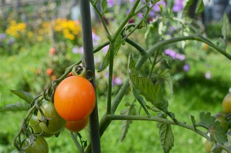 Orange Cherry Tomato Stock Photo Image Of Growth Fruit 99054112