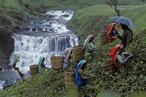 Steve Mccurry Nuwara Eliya Sri Lanka Steve Mccurry Portraits Steeve