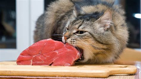 Should I Feed My Cat Red Meat Purrfect Love