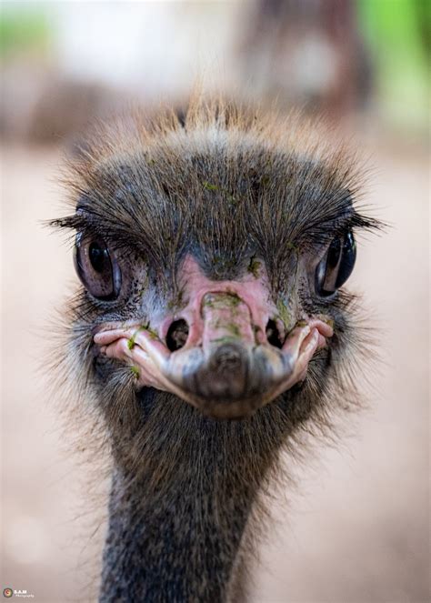 100 Free Photos Portrait Of Ostrich Posing For Photographer