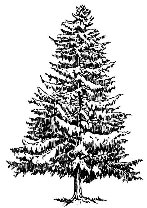coloring page fir tree  winter img