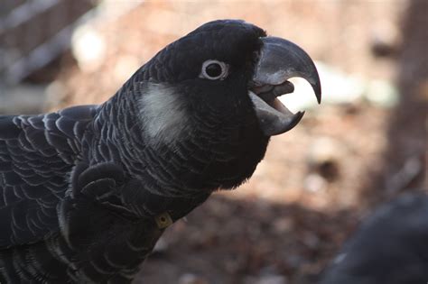 Carnabys And Red Tailed Black Cockatoo Project Globalgiving