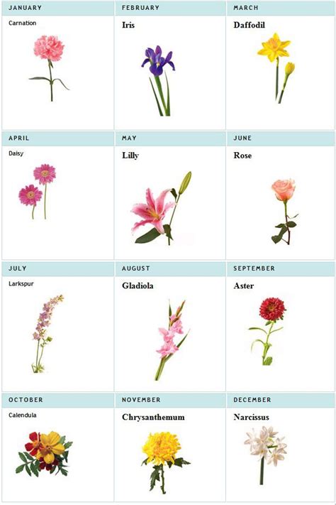 Birth Flowers For Each Month List Birth Month Flowers Personalized