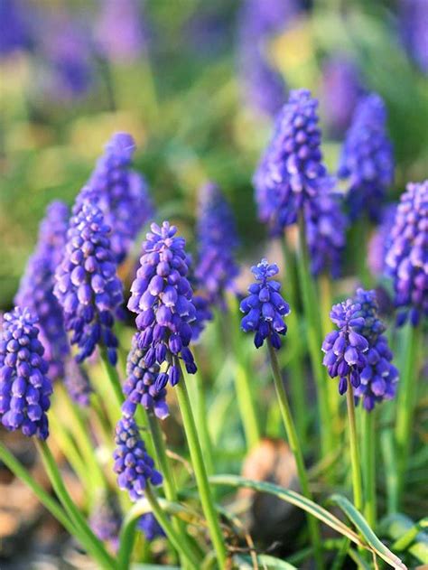 18 Stunning Blue Flowers Youll Love Having In Your Garden Garden